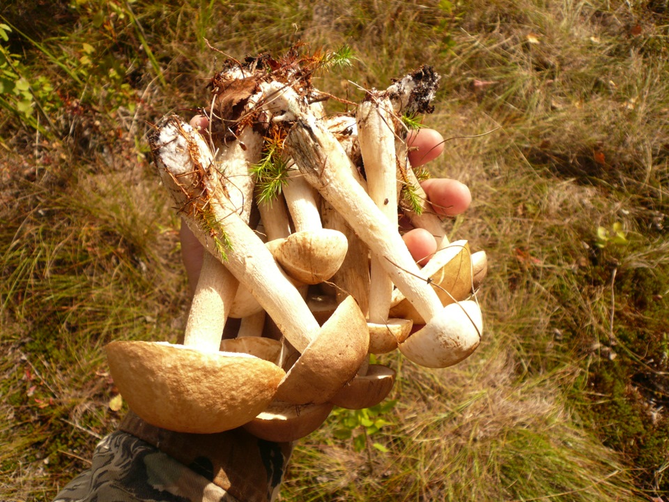 Поломанные грибы. Сбивают грибы палками. Радиоактивные ягоды и грибы. Грибы от радиации. Грибы радиация