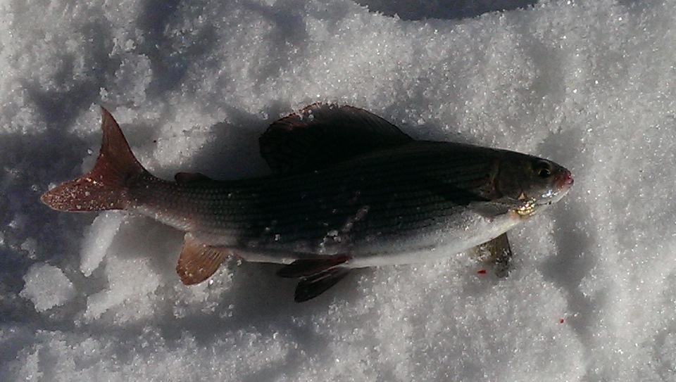 Закрытие зимней рыбалки