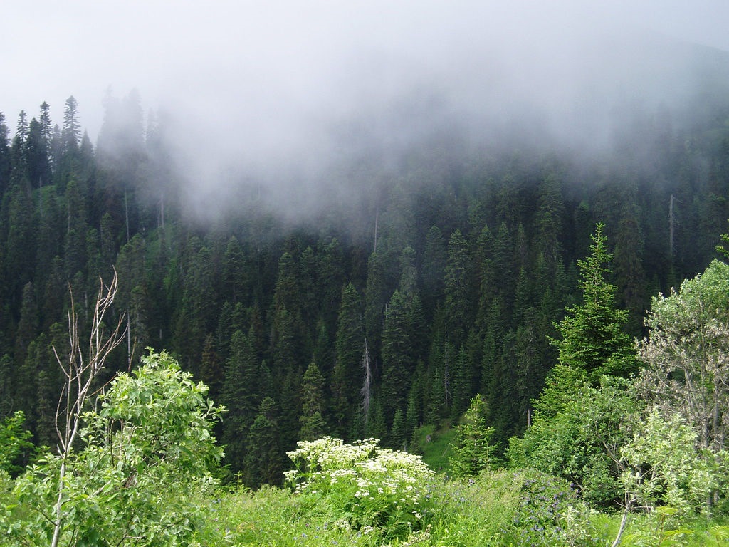 Парк Боржоми Харагаули