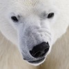 Американская классика авто в россии дешево