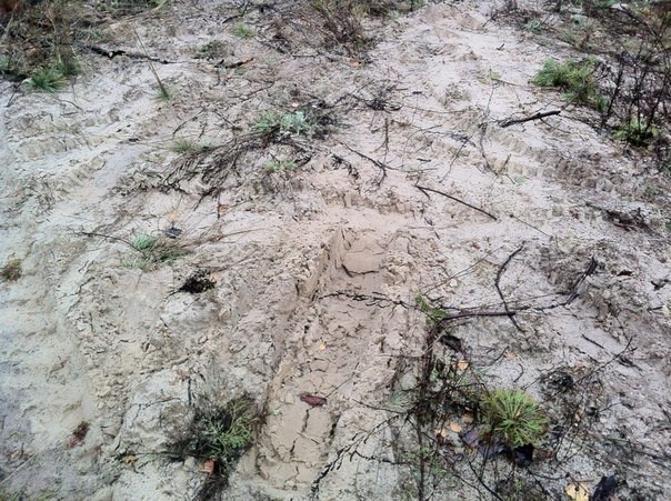 Осеннее лесное катание) — УАЗ 469, 3 л, 1984 года | покатушки | DRIVE2