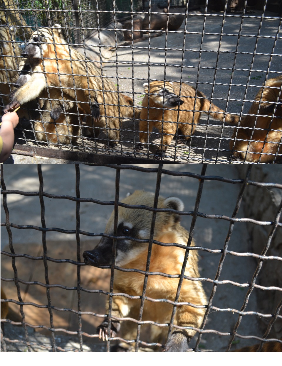 Крым 2015г.Зоопарк Сказка.Ялта. — DRIVE2