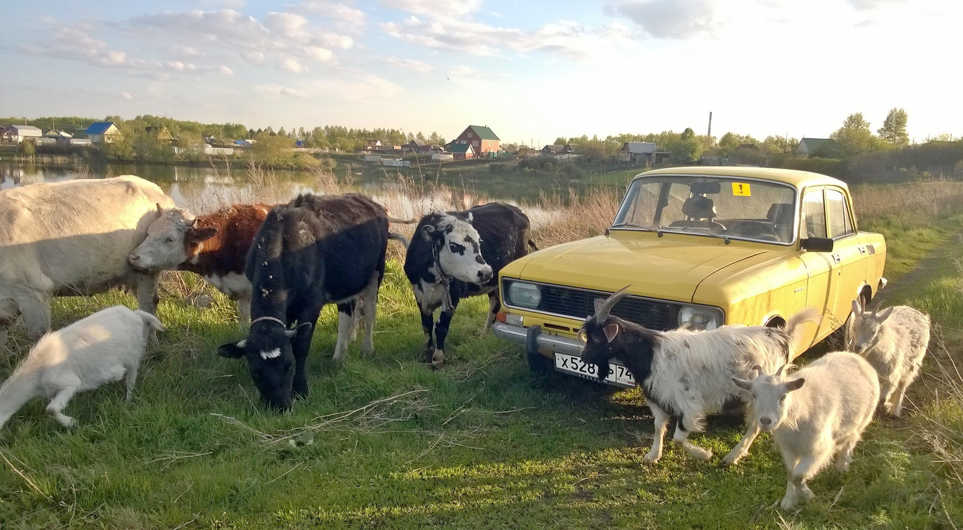 Телочки видит