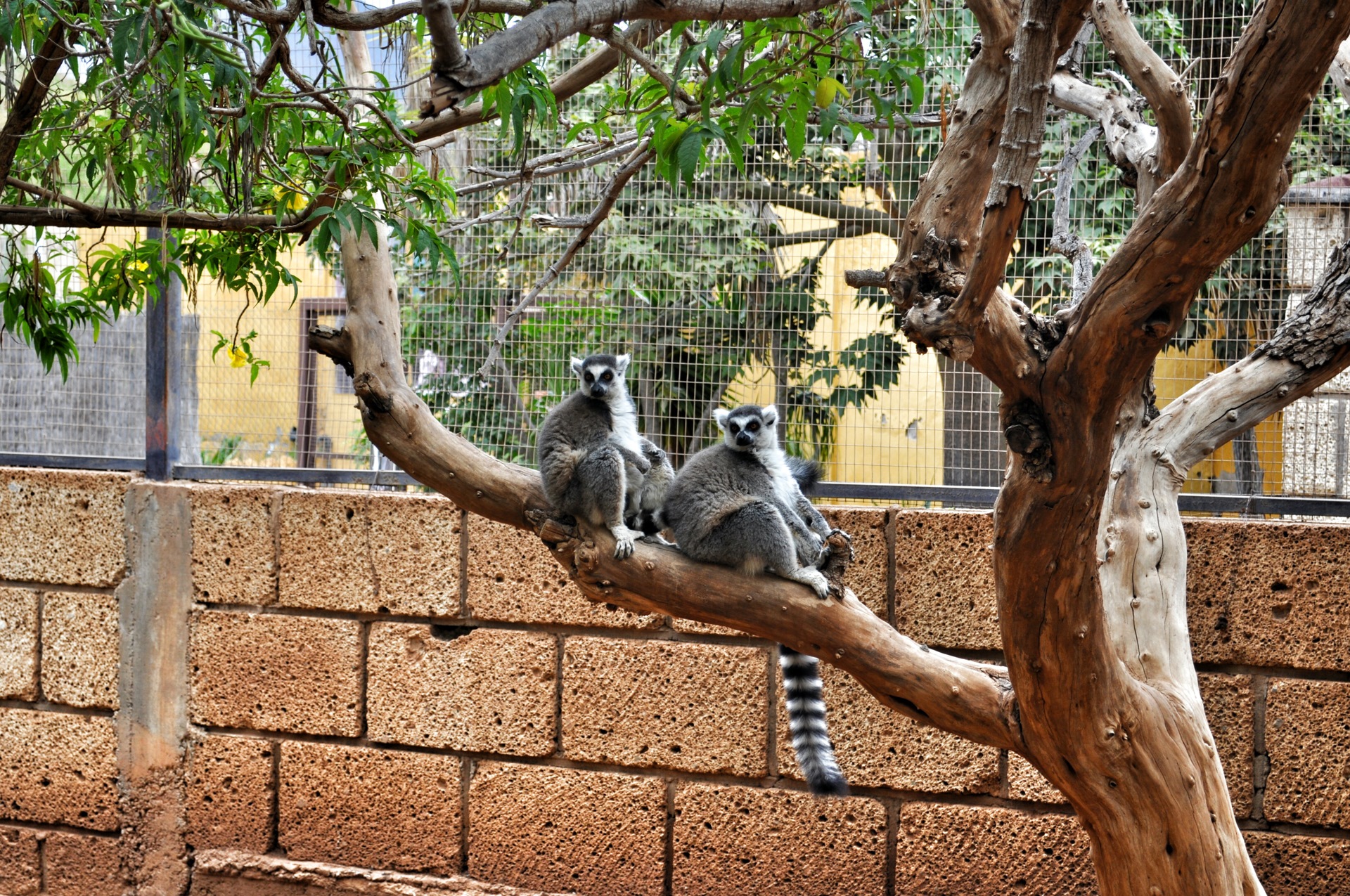 Monkey park пермь. Парк обезьян Тенерифе. Манки парк Марьино. Самаркандская 2 манки парк. Парк обезьян Калужское шоссе.