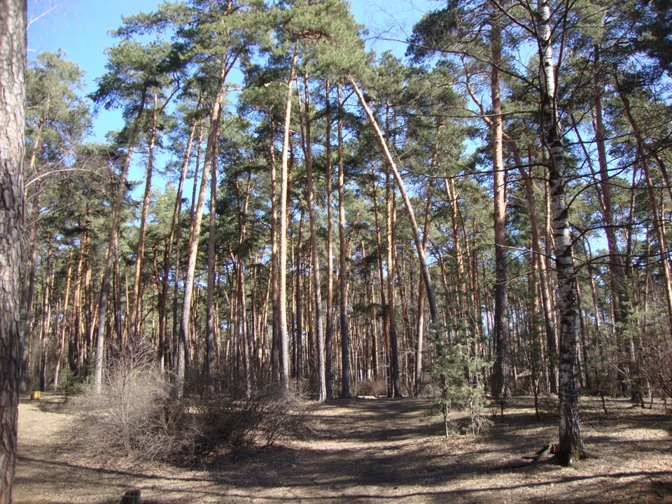 Поездка в Серебрянный Бор, г.Москва — Lada Гранта (1G), 1,6 л, 2013 ...