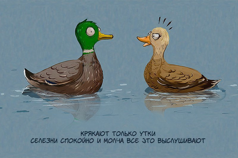 Утка мем. Утка мемы. Приколы про утку. Утка шутка. Уточка Мем.