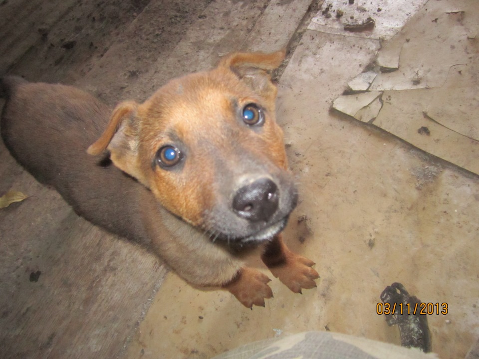 Устанавливал ЭСП и попутно снизил расход топлива) — ИЖ 2126, 1,7 л ...