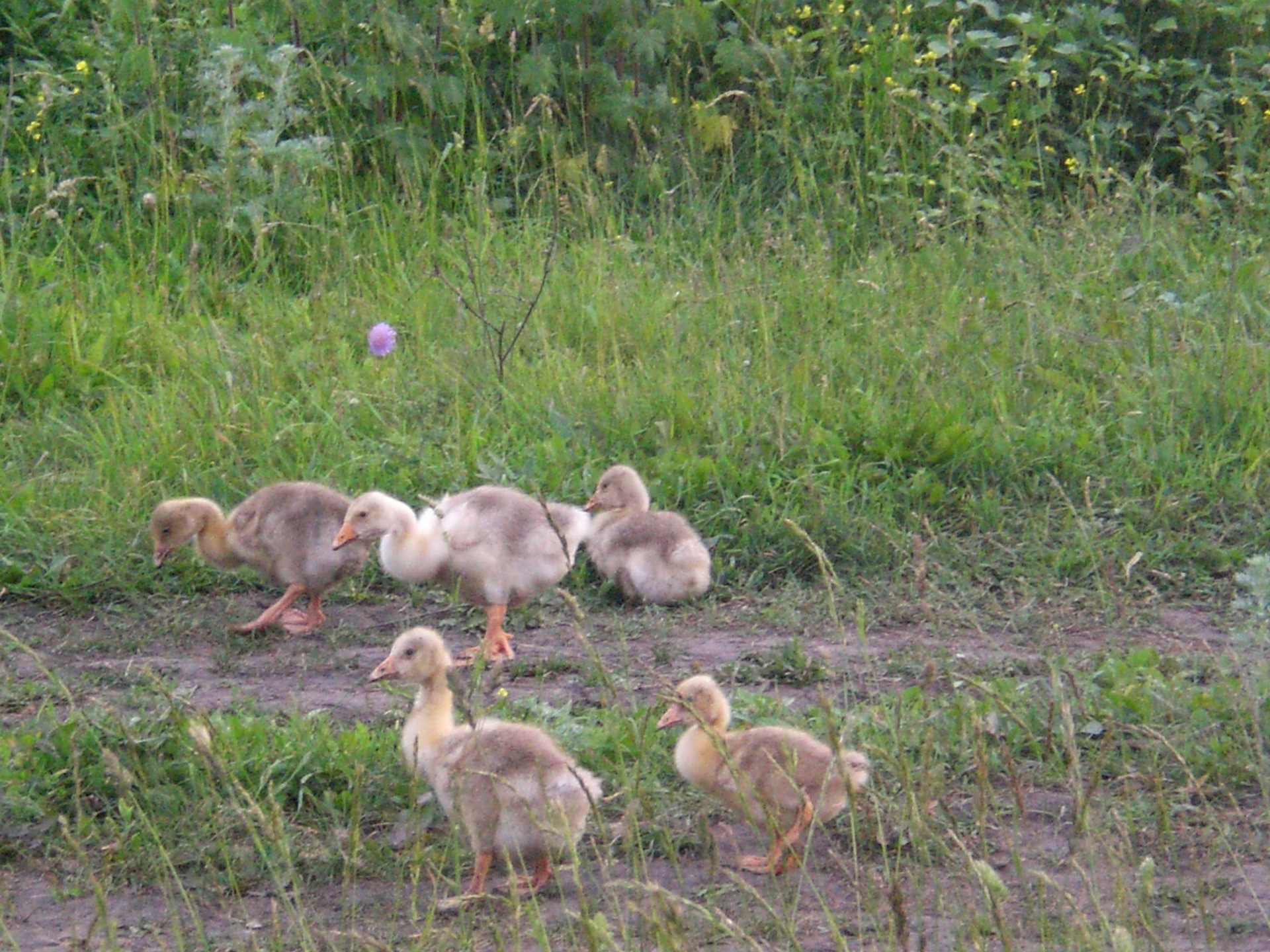 Там где пахнет сеном и … выхлопными — Mitsubishi Lancer X, 2 л, 2008 ...