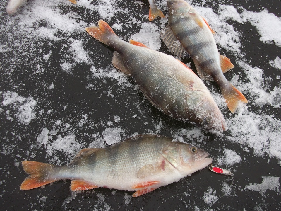 Зимняя рыбалка. Где ловить окуня зимой на озере. Ловля окуня по первому льду на мормышку. Шестилетка может поймать хорошего большого окуня. Окунь на льду.