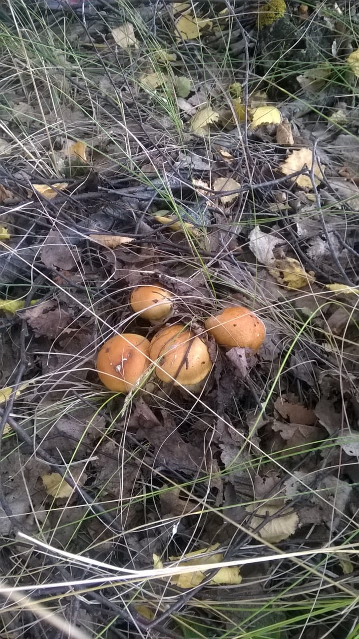 Фото в бортжурнале Lada Kalina Cross