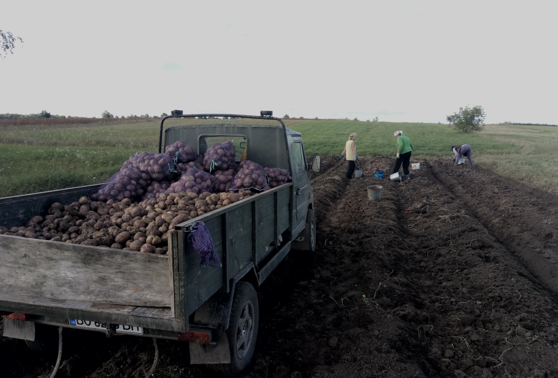 На уборке картофеля собрали 1650. КАМАЗ собирает картошку. Уборка картофеля соц работником. Группа грязных людей в поле уборка картофеля.