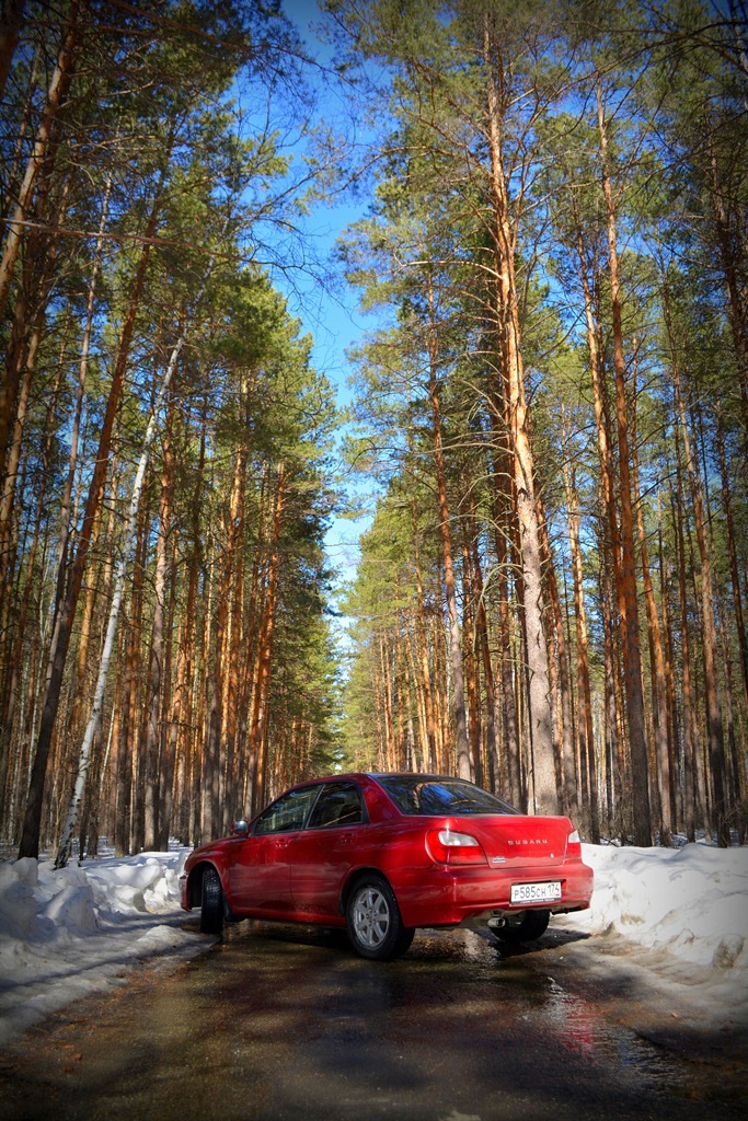 Фото в лесу в машине