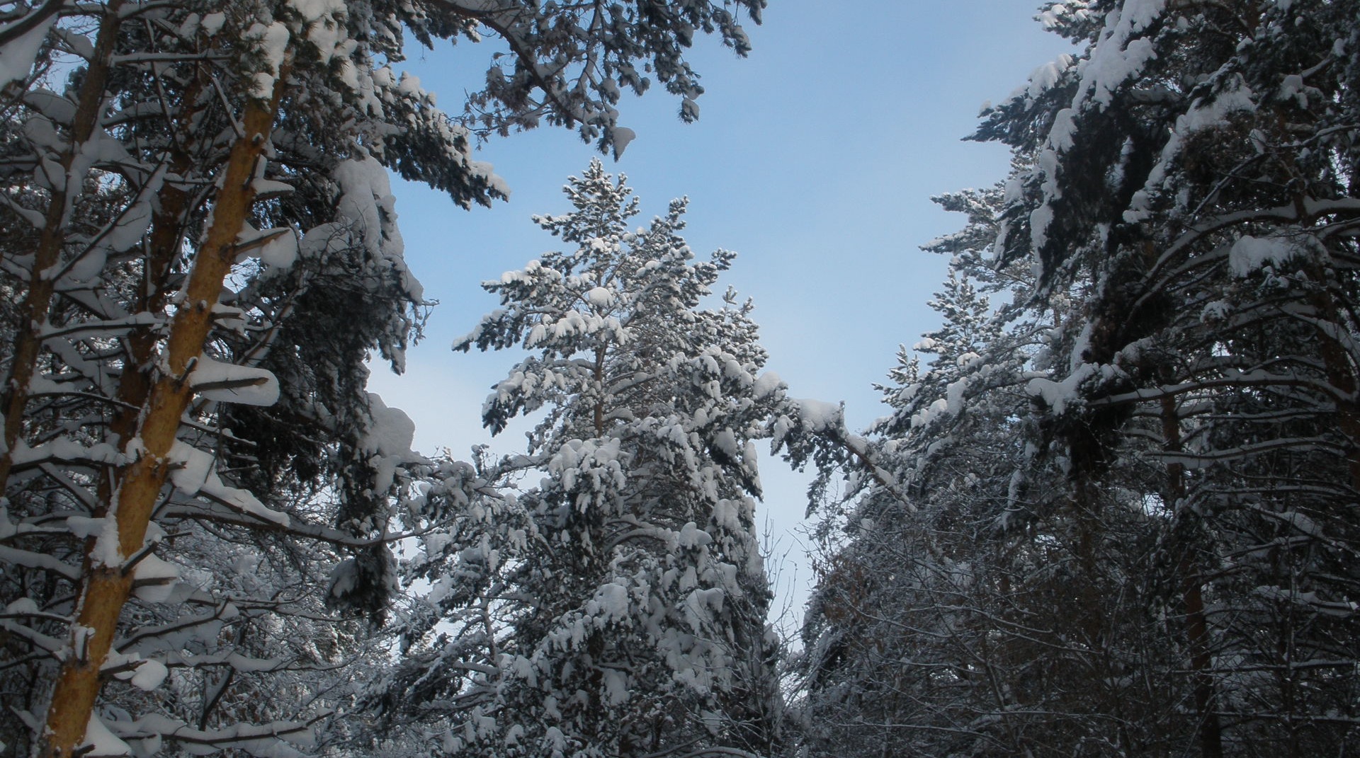 Зимний лес Белорецкого района