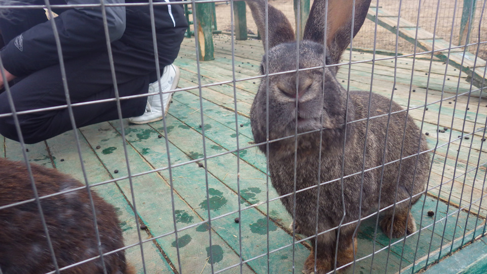 Фото в бортжурнале Suzuki SX4 (1G)