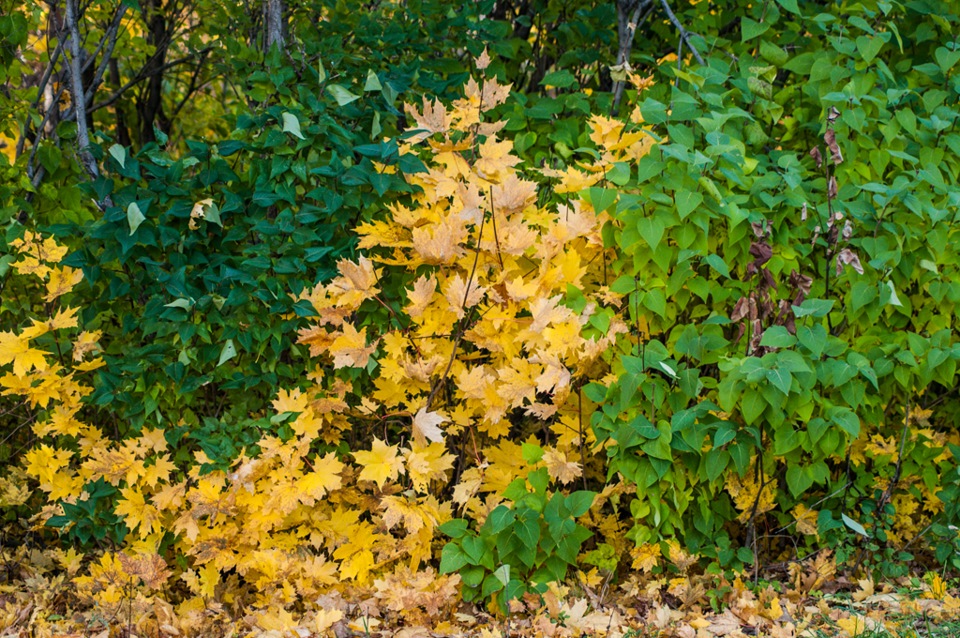 Очередная часть Марлезонского балета :) — Opel Omega B, 2 л, 1996 года ...