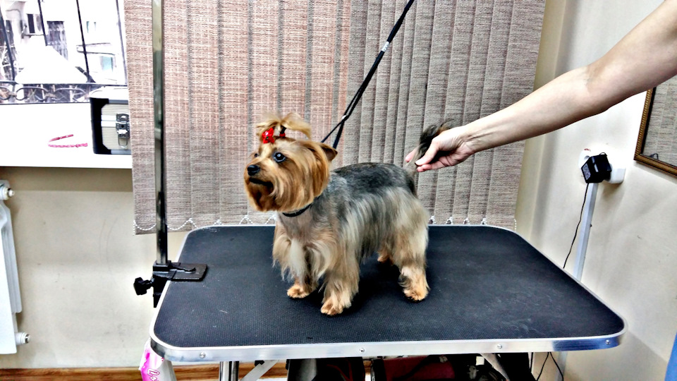 А мы подстриглись. — Сообщество «Зверьё Моё» на DRIVE2