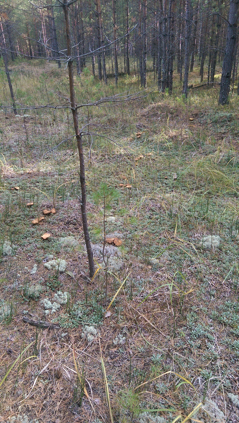 с 4-го раза отрегулировал ГБО — SsangYong Kyron, 2,3 л, 2009 года ...