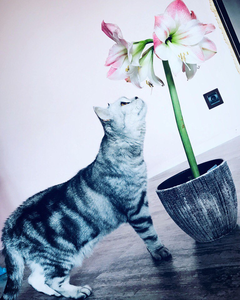 кошачья валерьянка трава. кошка весна. кошка и комнатные цветы. кошачья трава. кошки любят мяту.