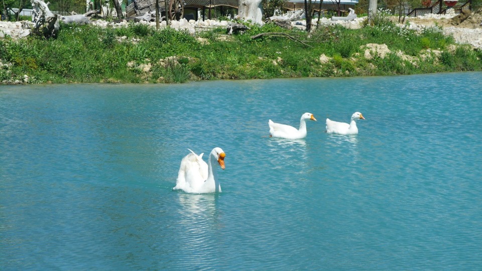 Гуси на форелевом хозяйстве — Mitsubishi Pajero (2G)