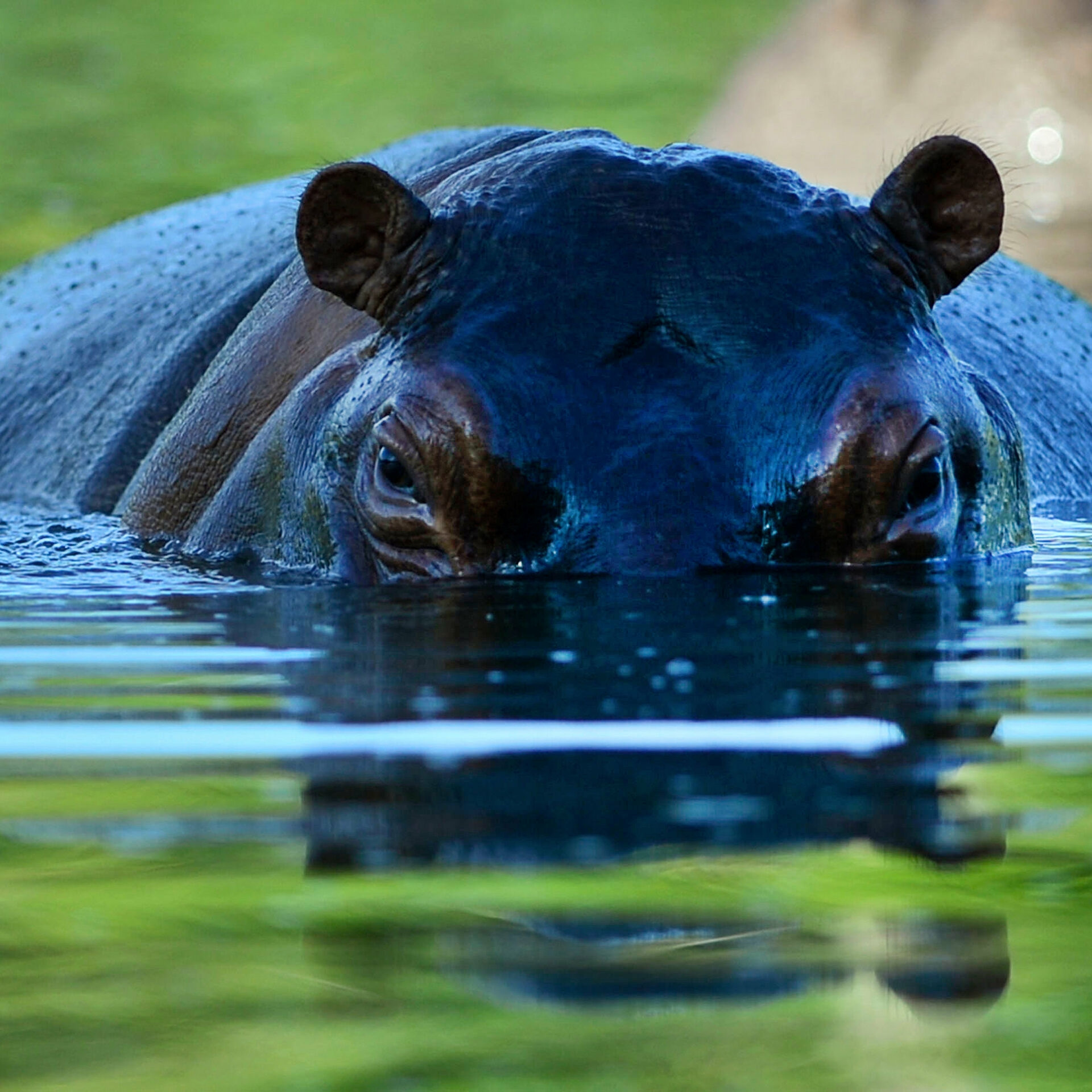 Стол бегемот в воде