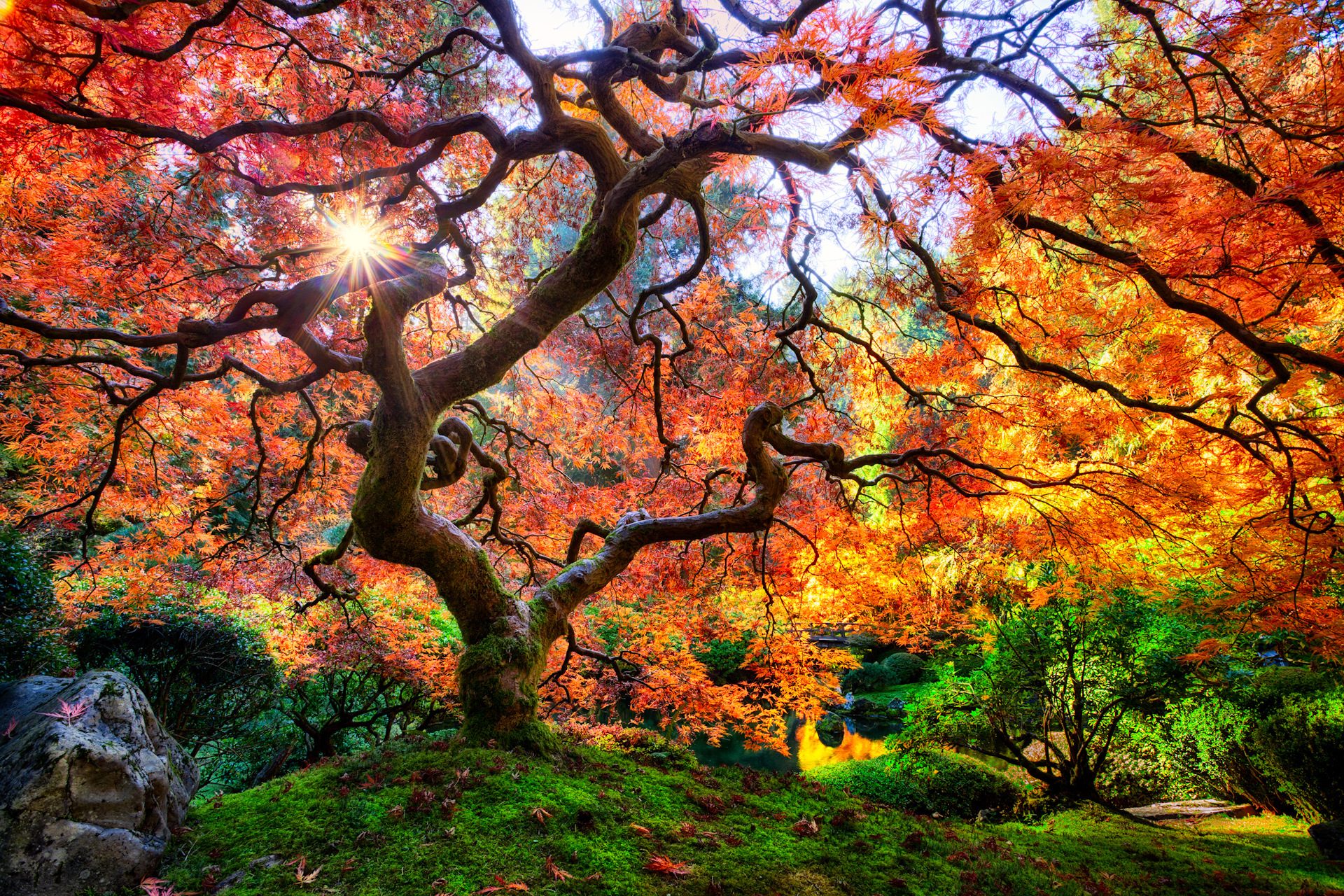 Покажи красивое дерево. Японский клен Орегон. Японский дуб мидзунара. Японский клён в Портленде, штат Орегон. Красивое дерево.