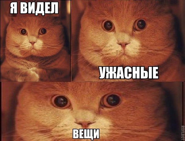 Мемы со смешными котами