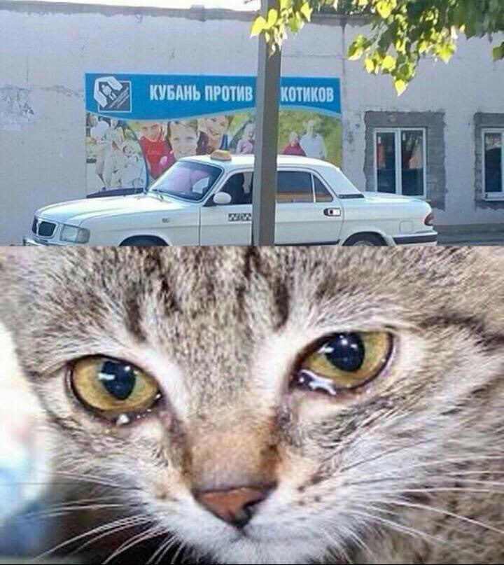 Смешные котики мемы