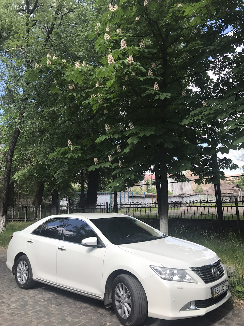 Белая Тойота с белой акацией и белыми каштанами! — Toyota Camry (XV50), 2,5  л, 2013 года | наблюдение | DRIVE2