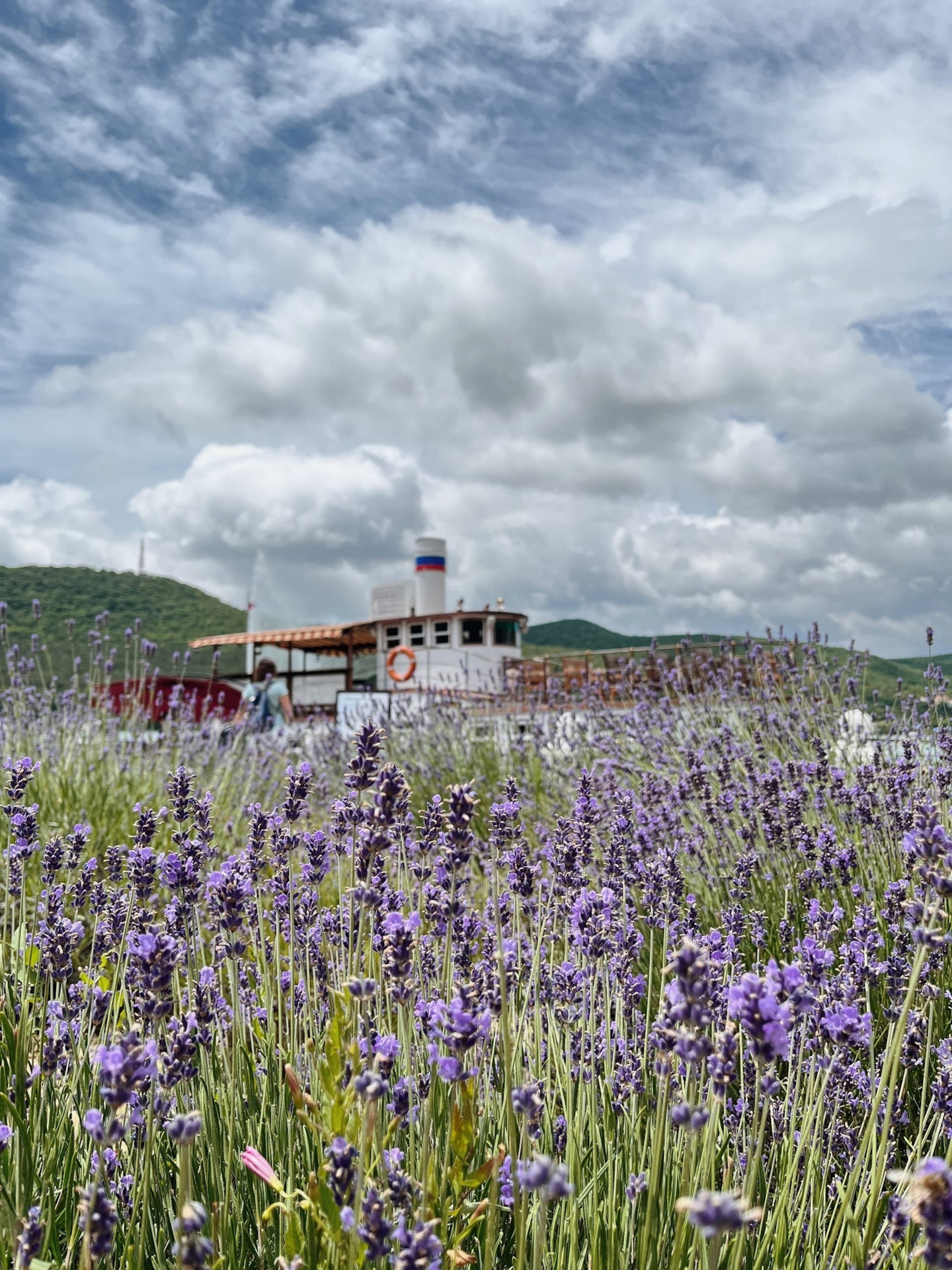 Анапа лавандовое поле хутор семигорский. Хутор старозолотовский лавандовое поле. Абрау дюрсо. Лаванда абрау дюрсо. Лаванда новороссийск.