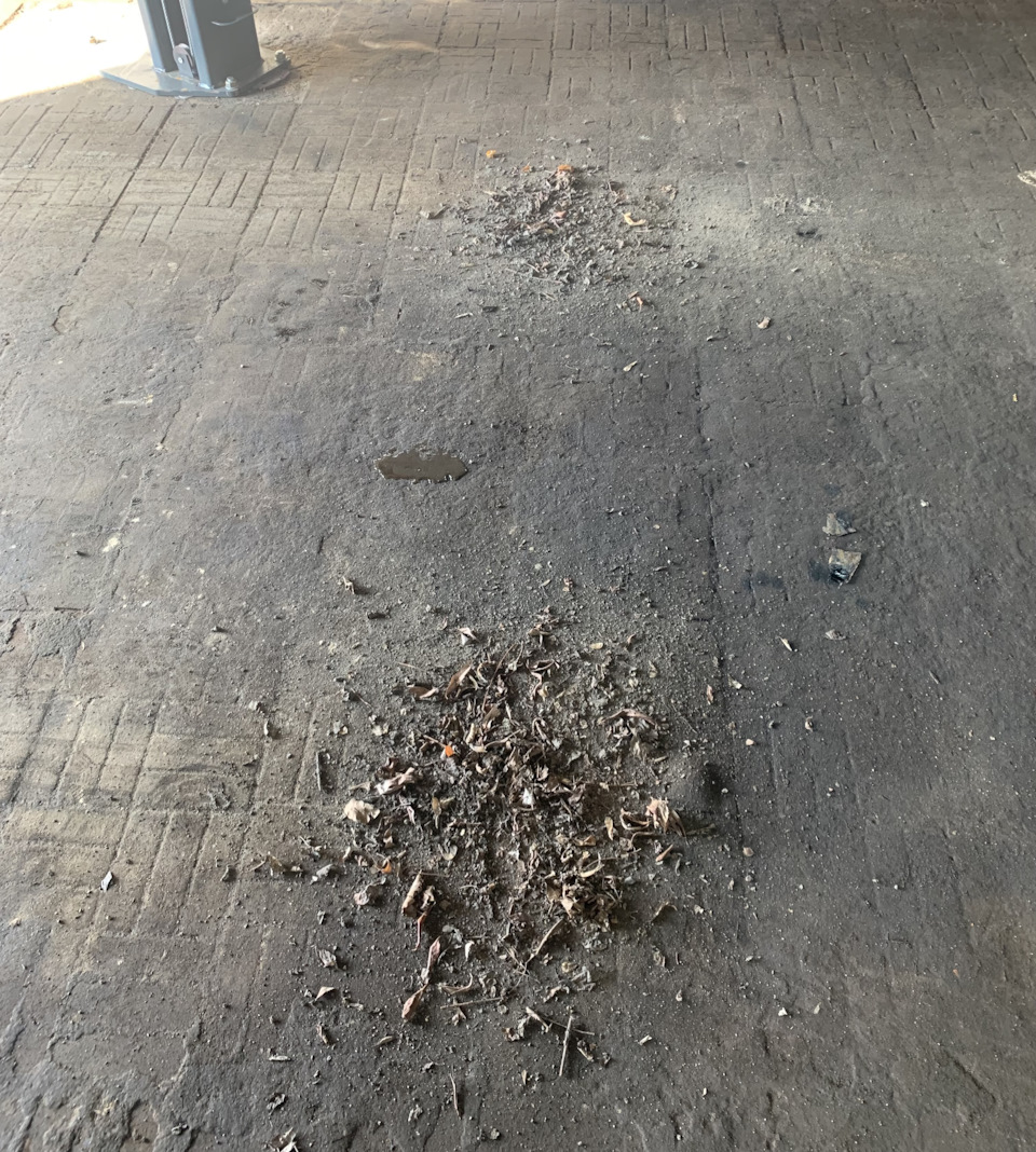 Заодно вытряхнули гербарий — Skoda Octavia A7 Mk3