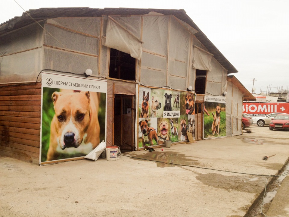 шереметьевский приют в добрые руки. химки шереметьевский приют. шереметьевский приют для собак. нарчи шереметьевский приют. шереметьевский приют.