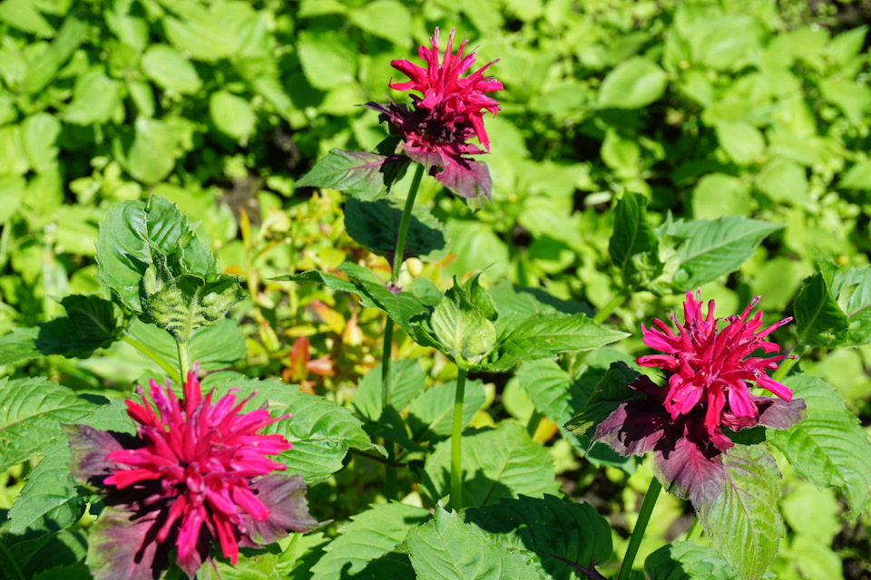 Фото в бортжурнале Nissan Murano II