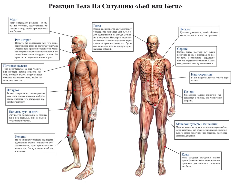 Реакции тела таблица. Тела тела тела. Реакции тела на чувства.