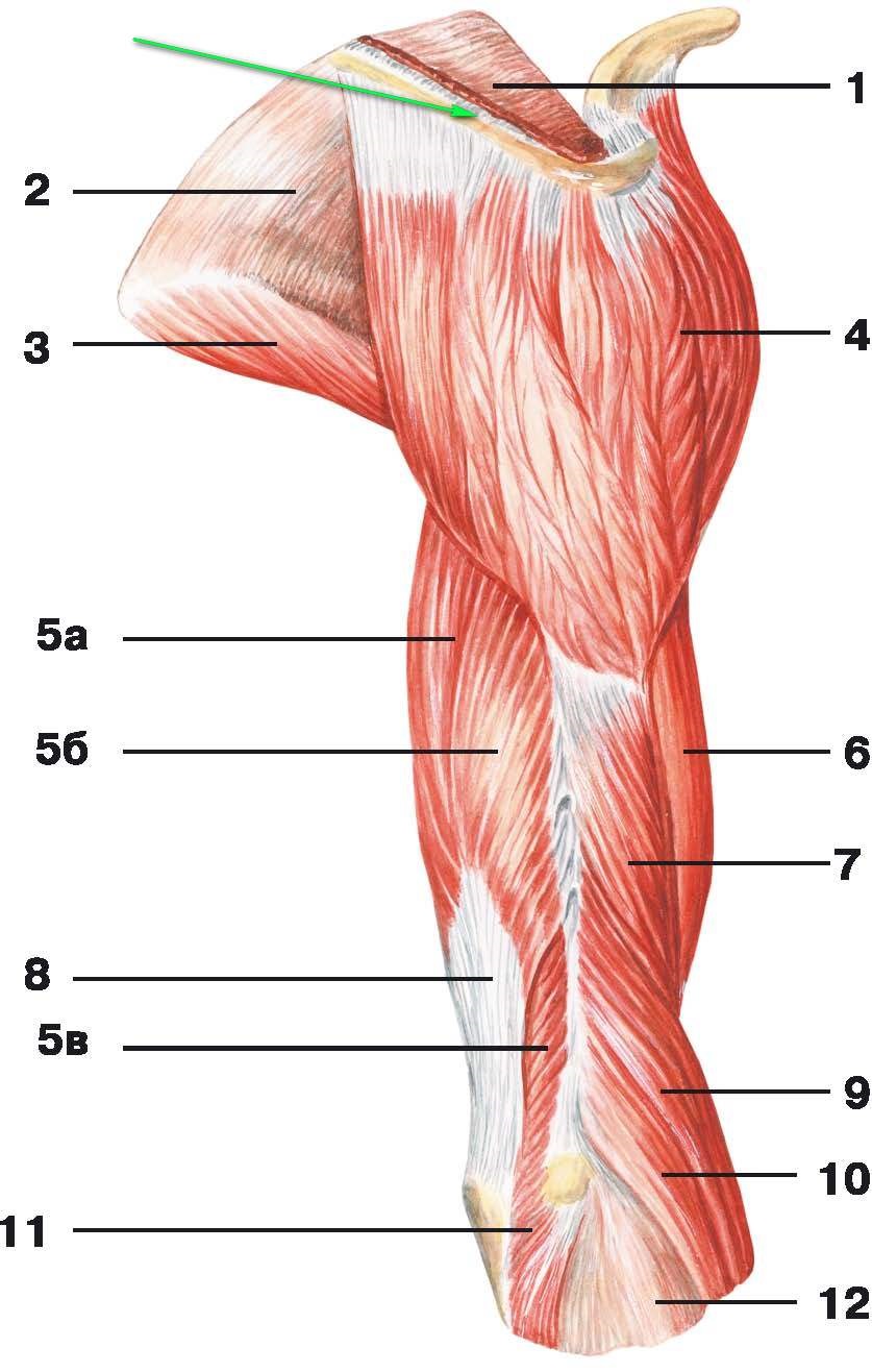 Какая мышца изображена на рисунке. Мышцы плечевого пояса и плеча анатомия. Мышцы плеча анатомия. Дельтовидная мышца плечевого пояса. Дельтовидная мышца анатомия прикрепление.