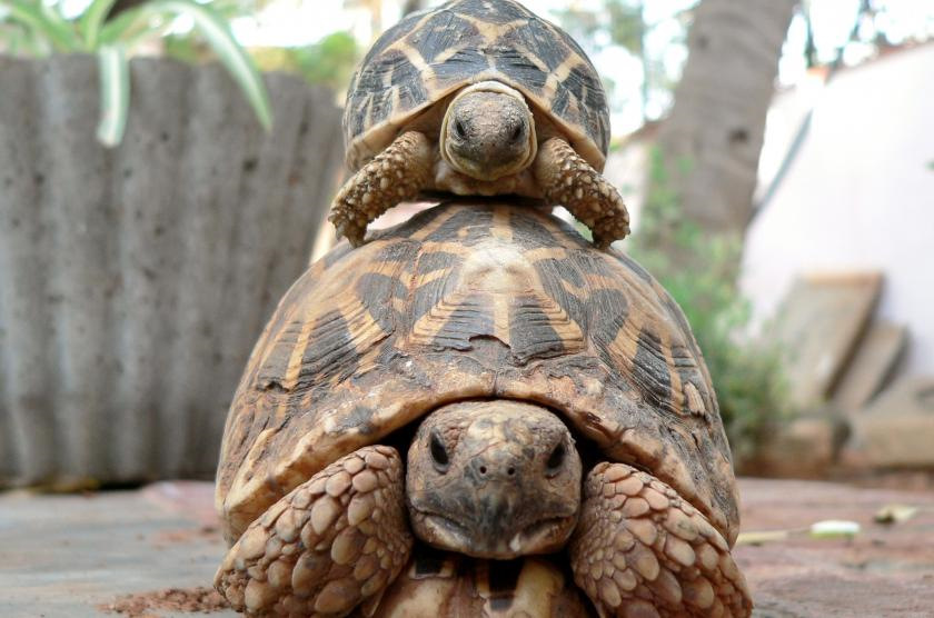Piggyback что это за программа. Смотреть фото Piggyback что это за программа. Смотреть картинку Piggyback что это за программа. Картинка про Piggyback что это за программа. Фото Piggyback что это за программа