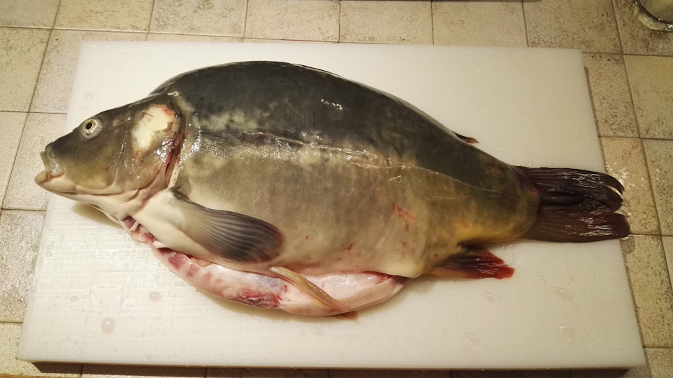 Карп 1 кг. Сазан 1. Карп 1 кг. Карп 11кг стерлитамак. Живая рыба.