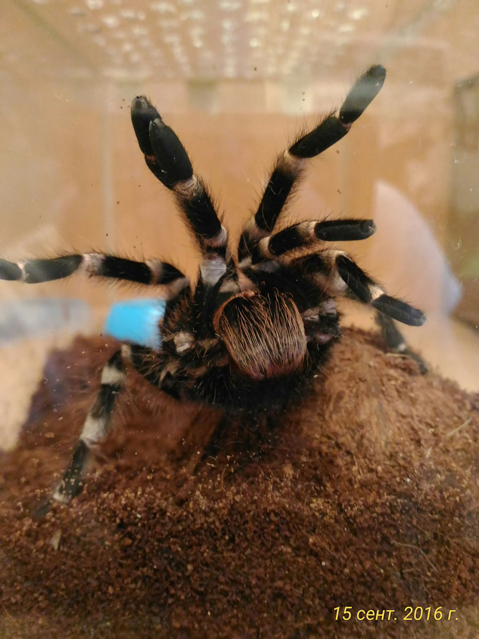 Паук птицеед Acanthoscurria geniculata — Сообщество «Зверьё Моё» на DRIVE2