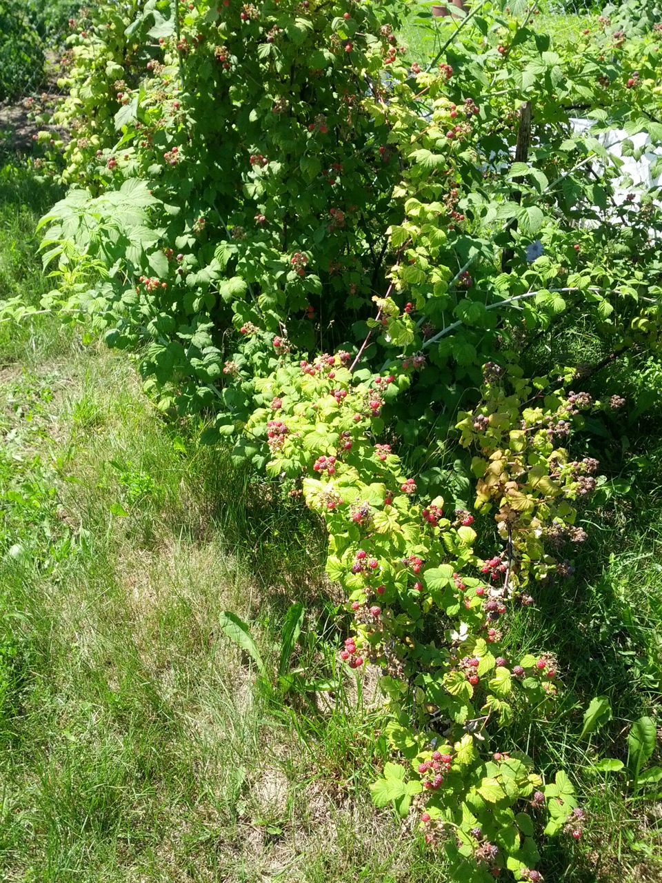 Поездка за малиной, или Башнефть vs ТНК — Lada Гранта, 1,6 л, 2013 года ...