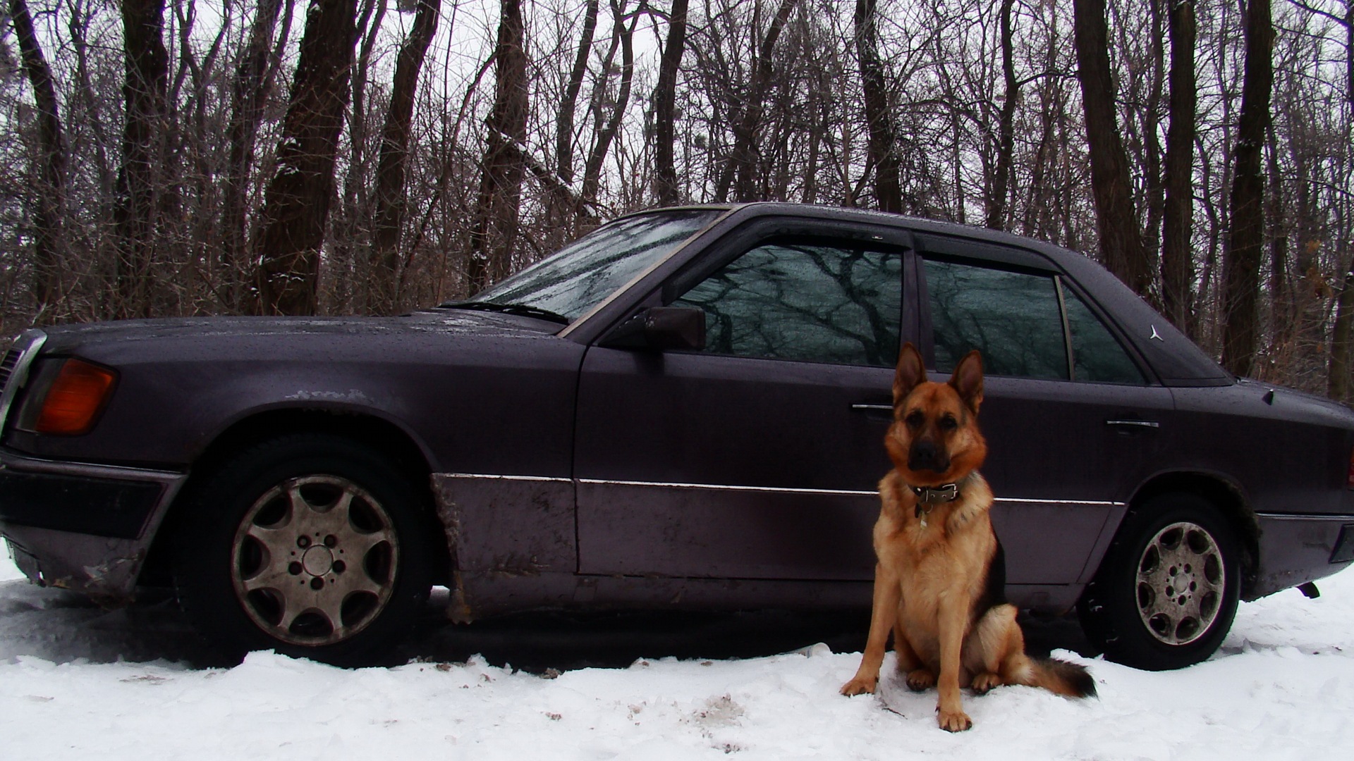 Мерседес w124 и немецкая овчарка