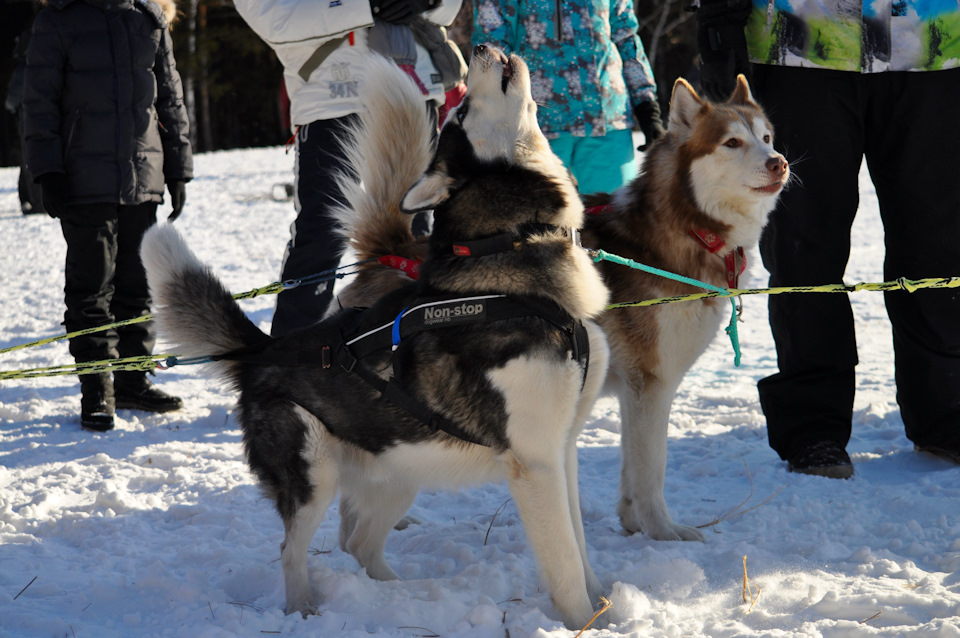 Третий гудок, пора на старт — Jeep Grand Cherokee (ZJ)