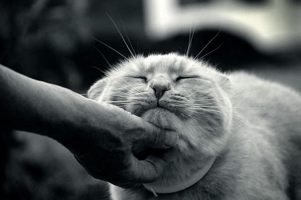 Кошки мурлычат