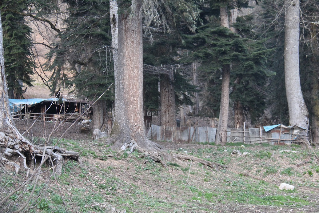 Абхазия в начале июня. Пастуший Балаган Абхазия. Гизла Абхазия Балаганы. Абхазия в начале мая фото. Балаганы Абхазия фото.