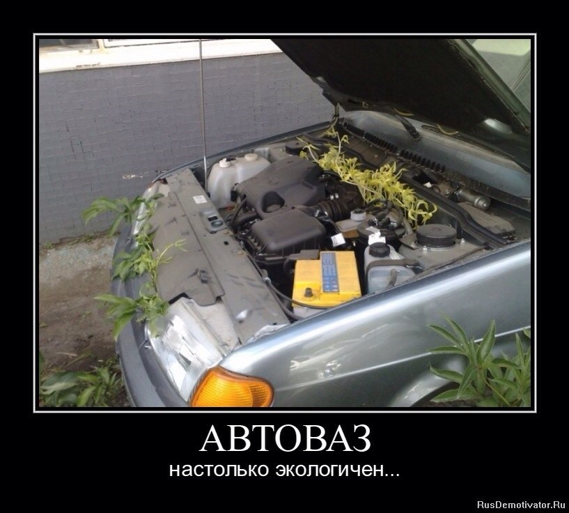 Животные, автоваз смешные картинки