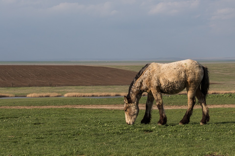 Spring Astrakhan