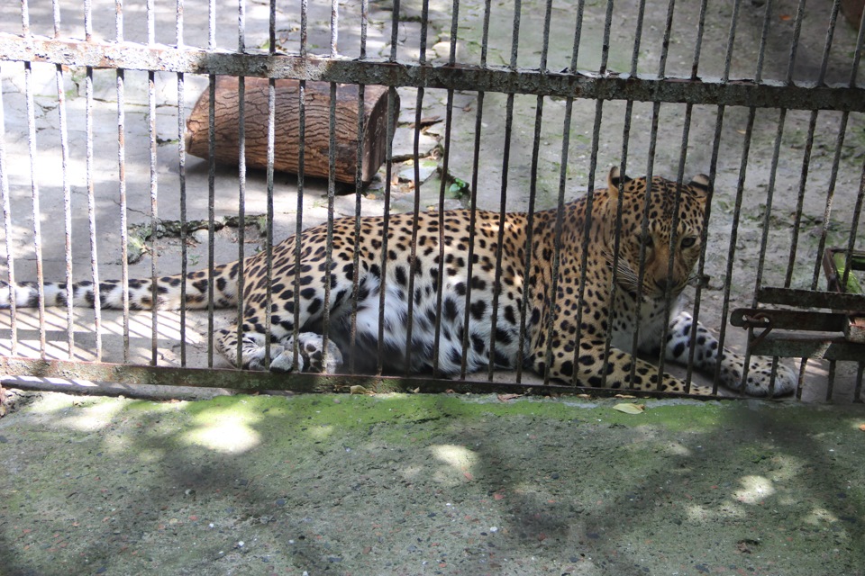 Ростовский зоопарк животные список