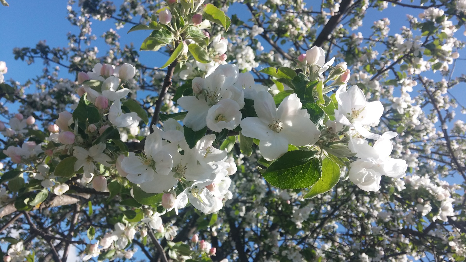 Екатеринбург цветет яблоня