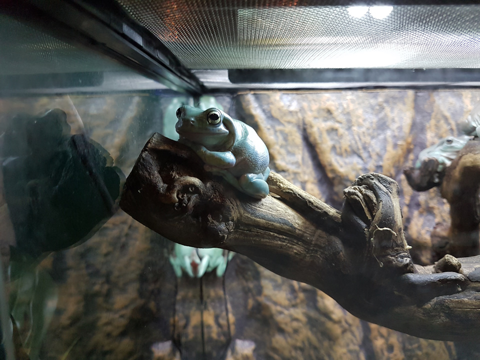 Коломна-Санкт-Петербург-Коломна — FIAT Doblo (1G), 1,4 л, 2012 года ...