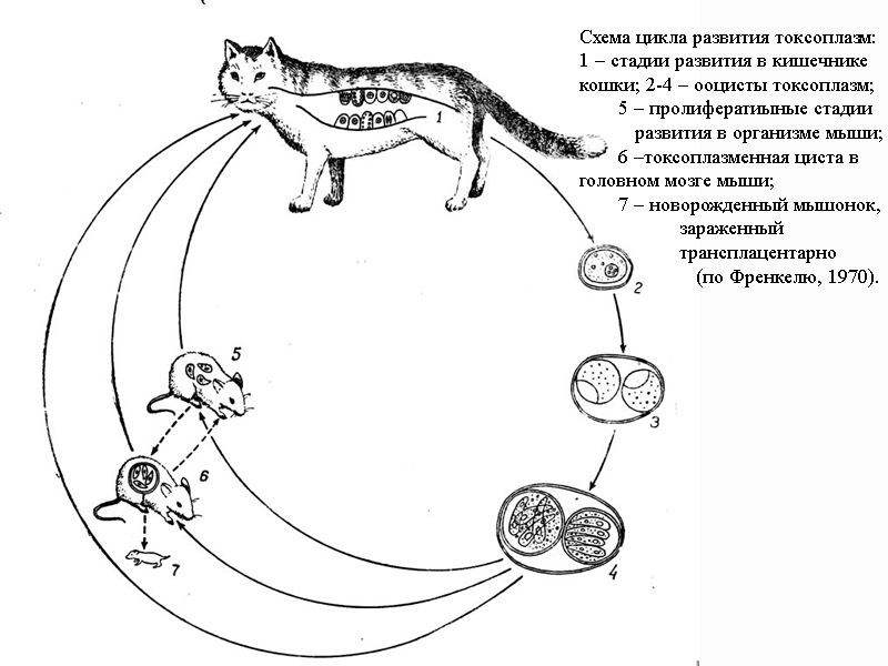 Жизненный цикл токсоплазмы гондии схема