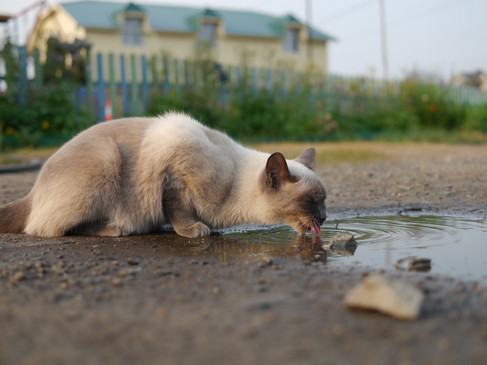 Лунный кот из лужи пьет и пьет. Кот пьет из лужи. Кот лакает из лужи. Котёнок пьёт из лужицы. Кот в луже.