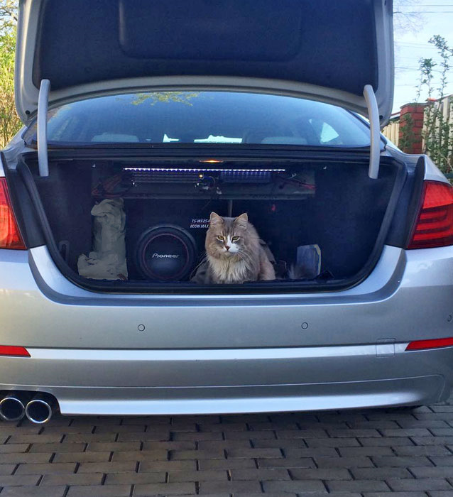 Dolbit Normalno! — BMW 5 series (F10)